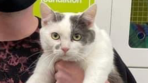 Lost Pet: Renly