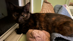 Lost Pet: Mable