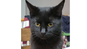 Lost Pet: SNICKERS