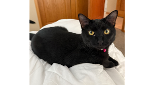 Lost Pet: Salem