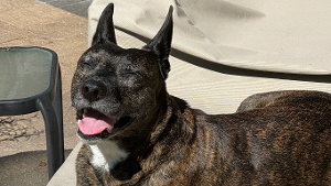 Lost Pet: Edna