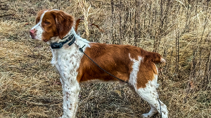 Lost Pet: George