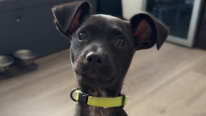 Lost Pet: Astro