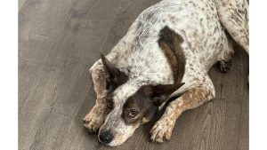 Lost Pet: Moki
