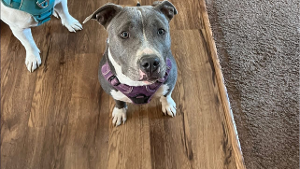 Lost Pet: Raven