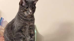 Lost Pet: Willy