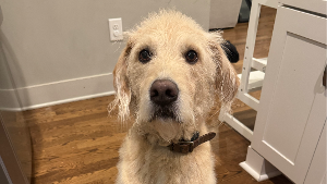 Lost Pet: Cooper