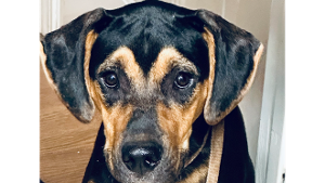 Lost Pet: Bentley