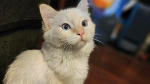 Lost Pet: Ghost