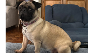 Lost Pet: Peppa