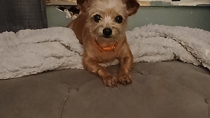 Lost Pet: Noodles