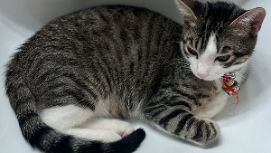 Lost Pet: Spaghetti