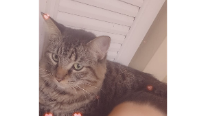 Lost Pet: Peanut