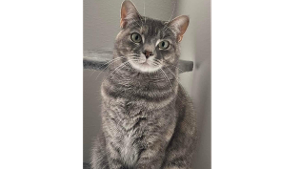 Lost Pet: Silver