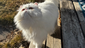 Lost Pet: Maddie