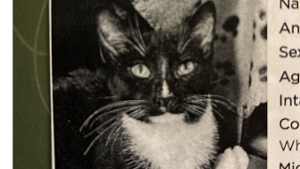 Lost Pet: Oscar