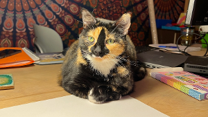 Lost Pet: Presley