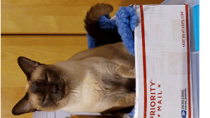 Lost Pet: Moose
