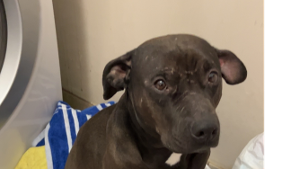 Lost Pet: BEAST