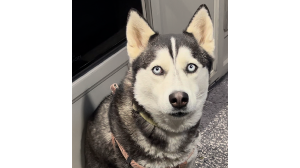 Lost Pet: Koda
