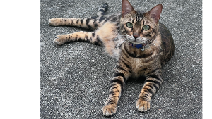 Lost Pet: Saint