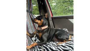 Lost Pet: Echo