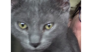 Lost Pet: Max