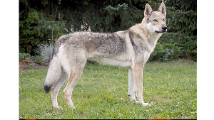 Lost Pet: Nyx