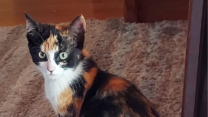 Lost Pet: Autumn