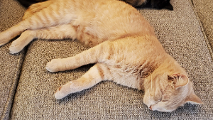 Lost Pet: Simba