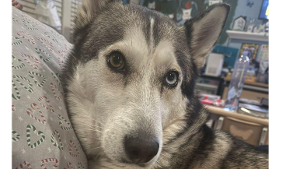 Lost Pet: Wonder