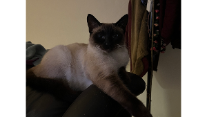 Lost Pet: Sagwa