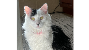 Lost Pet: Evie