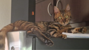 Lost Pet: KAYFAT