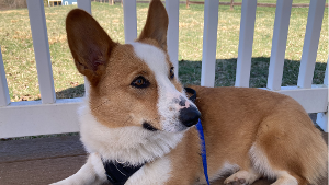 Lost Pet: Gus
