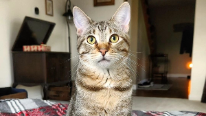 Lost Pet: Sweet Baby Kee Kee Fuzzy Pants
