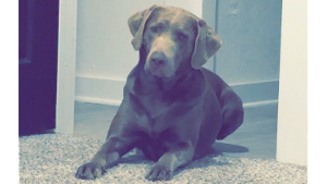 Lost Pet: Sky Hall