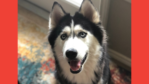 Lost Pet: Luna Lugh Shonebarger