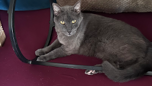 Lost Pet: Smokey