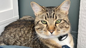 Lost Pet: Beau
