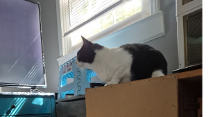 Lost Pet: Maddie Mae Williamson