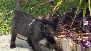 Lost Pet: SEBASTIAN