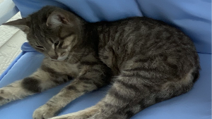Lost Pet: River