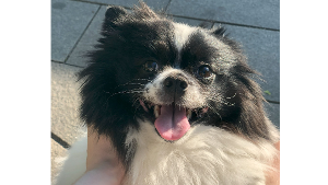 Lost Pet: Alfie