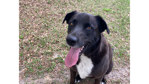 Lost Pet: Major