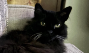 Lost Pet: Ivy