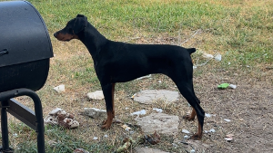 Lost Pet: Darcy