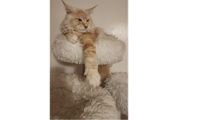 Lost Pet: King