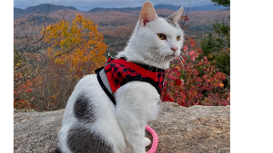 Lost Pet: Walter