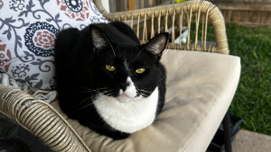 Lost Pet: Scooter